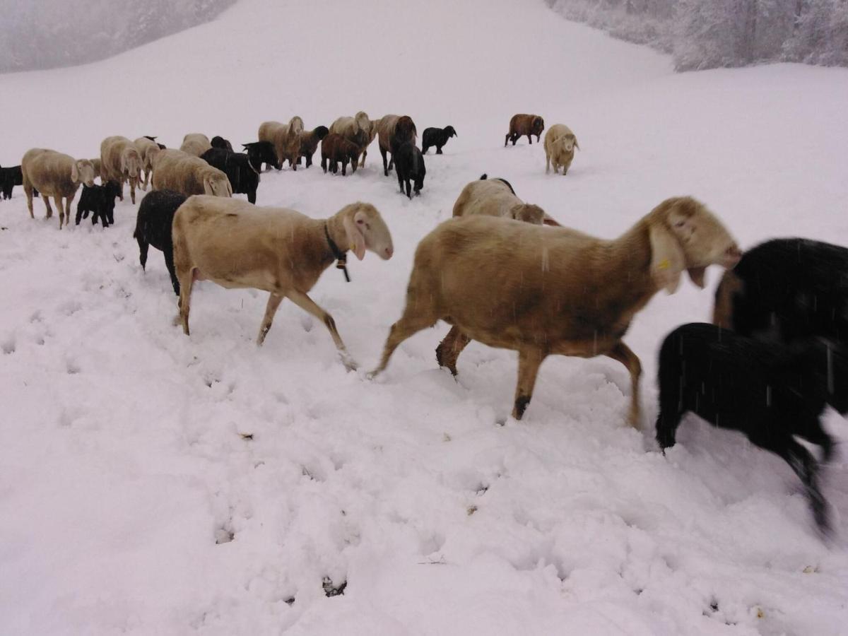 Holiday On An Organic Farm In ハート・イム・ツィラータール エクステリア 写真
